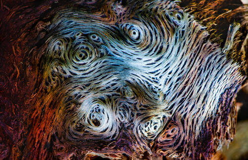 Spirals in Coast Live Oak