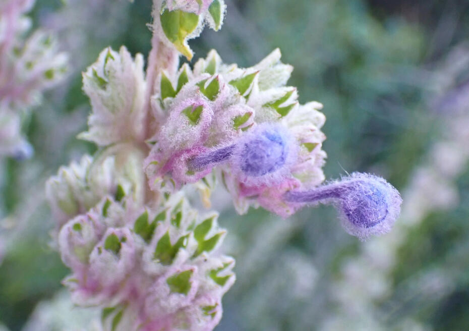 Woolly Bluecurls Close up of fuzz on woolly blue curls buds