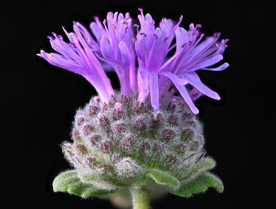Coyote mint Close up high contrast image of coyote mint flower