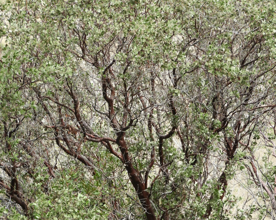 Common manzanita Manzanita shrub with winding branches