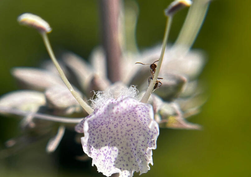 White Sage Flower with tiny bug