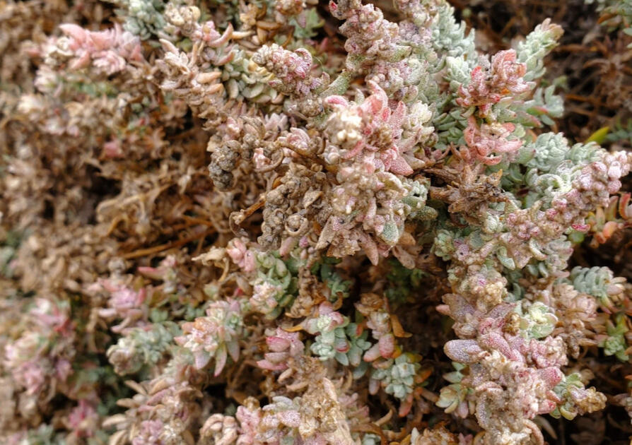 Leaves of california saltbush
