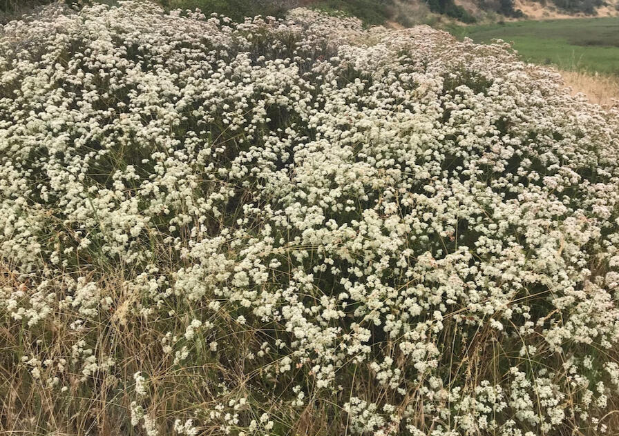 California Buckwheat Field of California Buckwheat