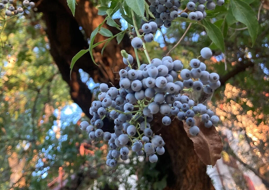 Blue elderberry tree blue elderberries on elderberry tree