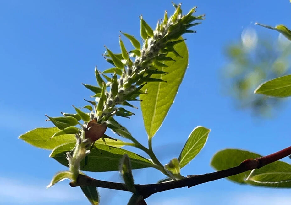 Close up on soon to be budding flower on arroyo willow