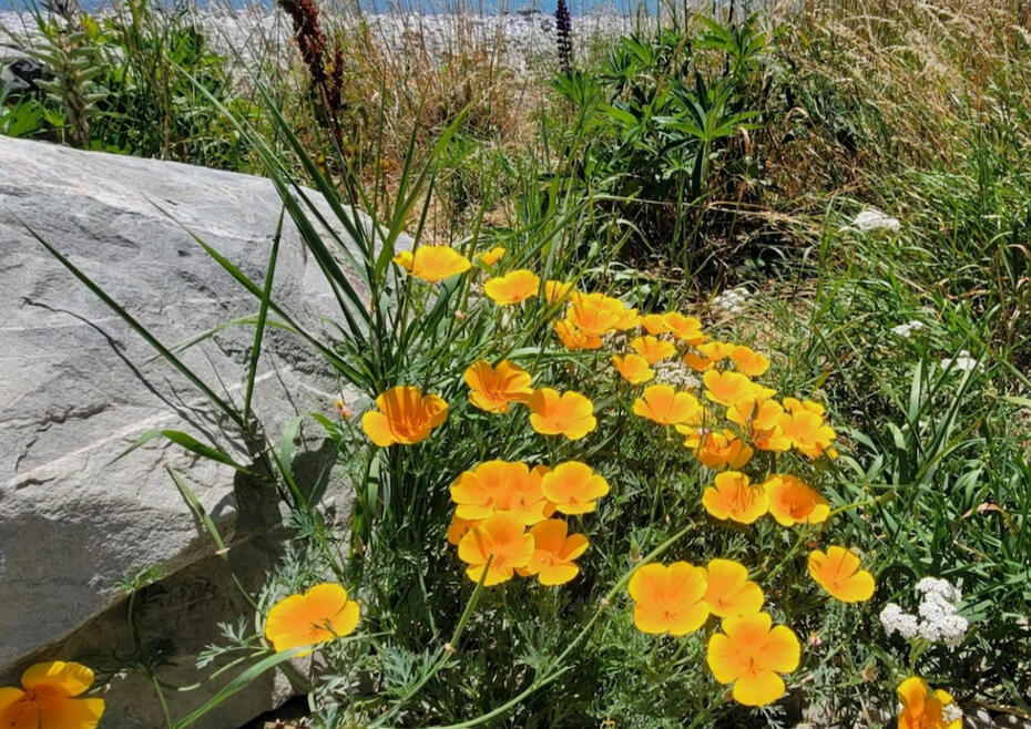 California Poppy Yellow california poppies by a rock and a lake
