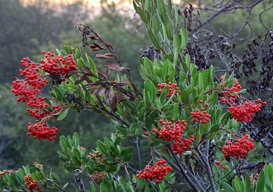 Red berries on a toyon shrub
