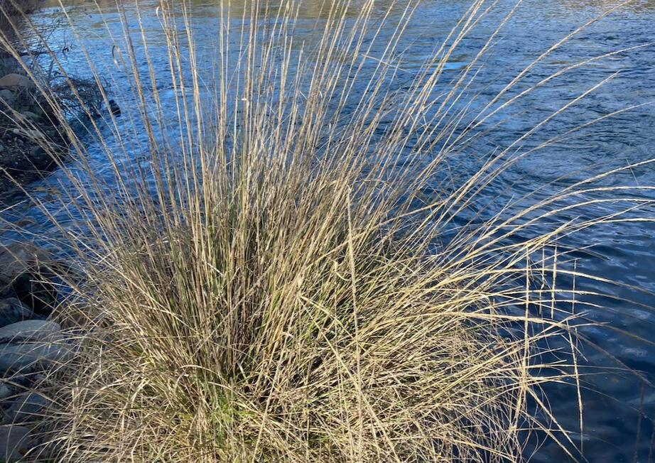 Deergrass in front of a river
