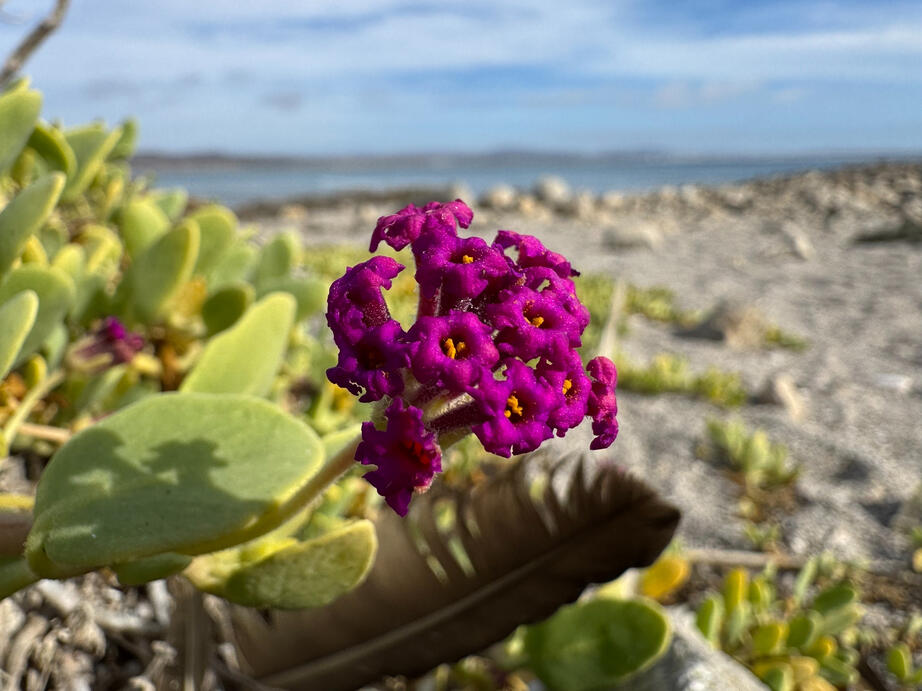 Red sand verbena by wonton_soup Red sand verbena