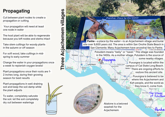 Acjachemem - The People of the Water: 2025 Native Plants Calendar